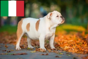 Read more about the article English Bulldog breeders and puppies in Italy