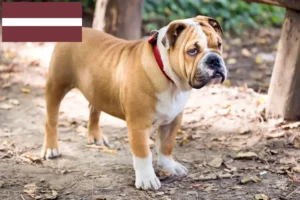 Read more about the article English Bulldog breeders and puppies in Latvia