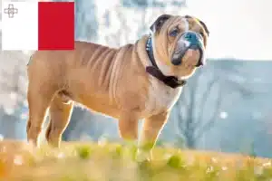 Read more about the article English Bulldog breeders and puppies in Malta