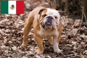 Read more about the article English Bulldog breeders and puppies in Mexico