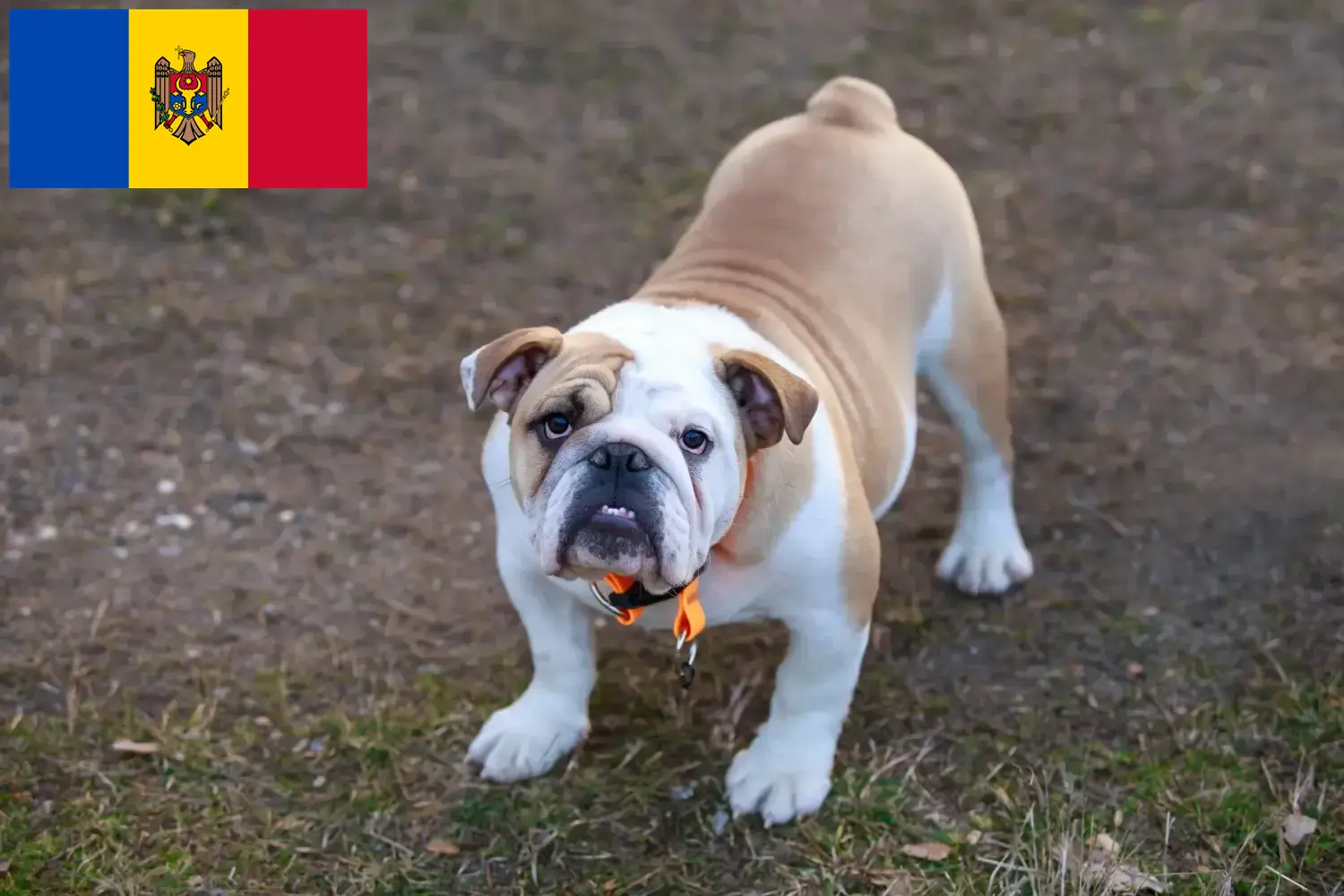 Read more about the article English Bulldog breeders and puppies in Moldova