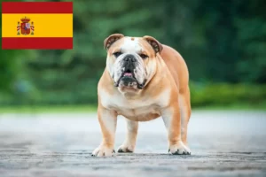 Read more about the article English Bulldog breeders and puppies in Spain