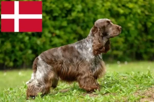 Read more about the article English Cocker Spaniel breeders and puppies in Denmark