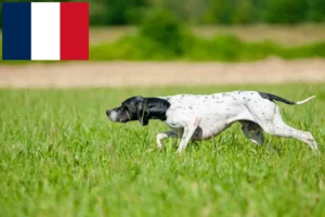 Read more about the article English Pointer breeders and puppies in France