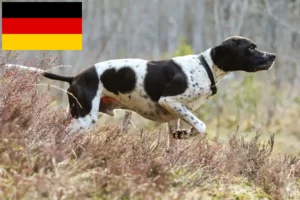 Read more about the article English Pointer breeders and puppies in Germany