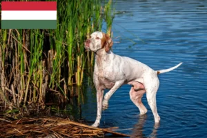 Read more about the article English Pointer breeders and puppies in Hungary