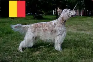 Read more about the article English Setter breeders and puppies in Belgium