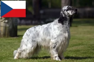 Read more about the article English Setter breeders and puppies in the Czech Republic