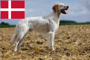 Read more about the article English Setter breeders and puppies in Denmark