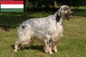Read more about the article English Setter breeders and puppies in Hungary