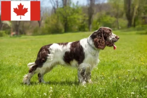 Read more about the article English Springer Spaniel breeders and puppies in Canada