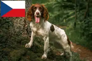 Read more about the article English Springer Spaniel breeders and puppies in the Czech Republic