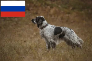 Read more about the article English Springer Spaniel breeders and puppies in Russia