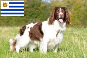Read more about the article English Springer Spaniel breeders and puppies in Uruguay
