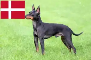 Read more about the article English Toy Terrier breeders and puppies in Denmark