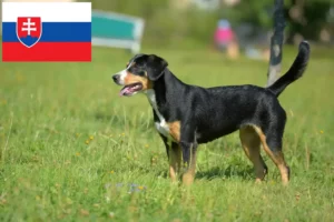 Read more about the article Entlebuch Mountain Dog Breeder and Puppies in Slovakia