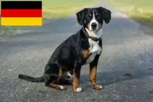 Read more about the article Entlebucher Mountain Dog breeders and puppies in Germany