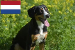 Read more about the article Entlebuch Mountain Dog breeders and puppies in the Netherlands