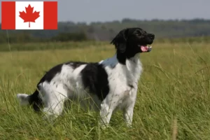 Read more about the article Epagneul Breton breeders and puppies in Canada