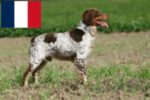 Read more about the article Epagneul Breton breeders and puppies in France