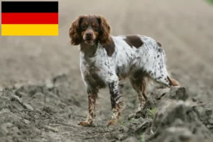 Read more about the article Epagneul Breton breeders and puppies in Germany