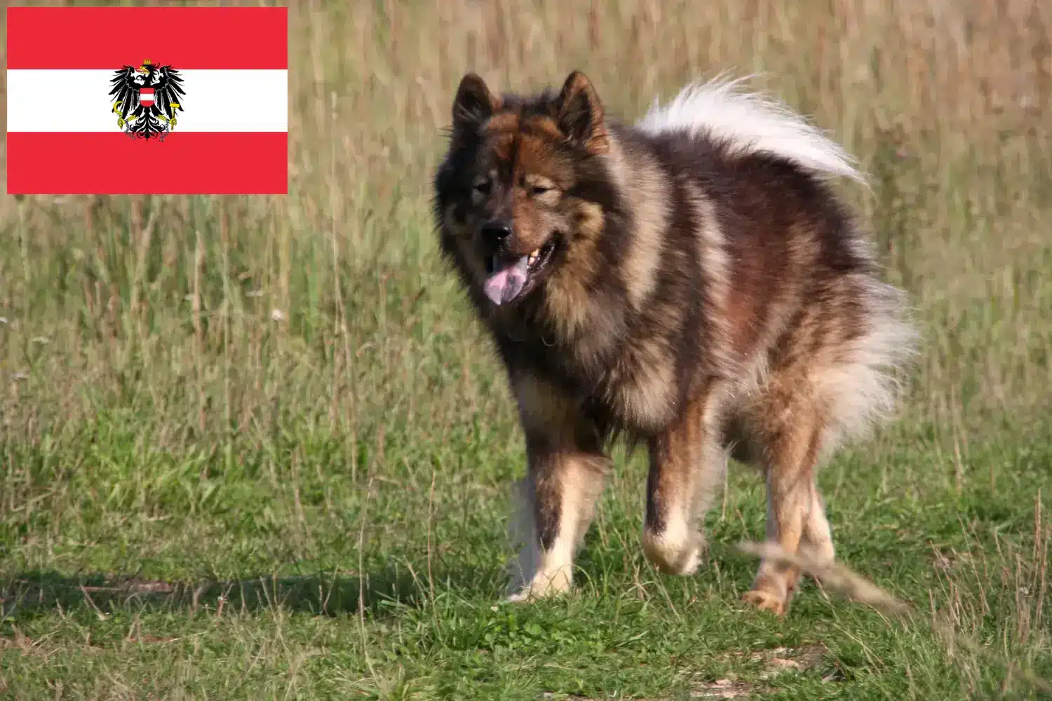 Read more about the article Eurasier breeders and puppies in Austria