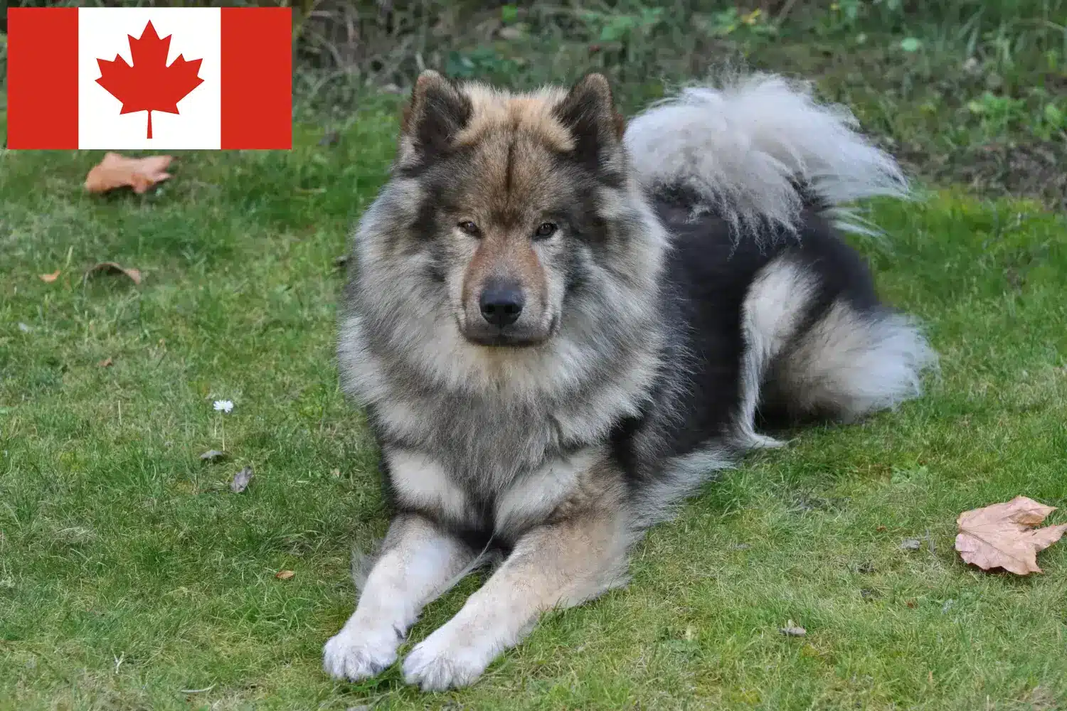 Read more about the article Eurasier breeders and puppies in Canada