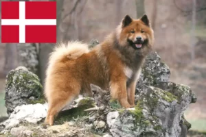 Read more about the article Eurasier breeders and puppies in Denmark