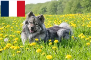 Read more about the article Eurasier breeders and puppies in France