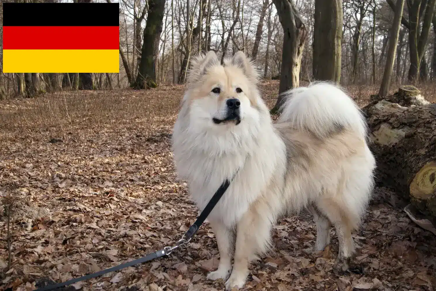 Read more about the article Eurasier breeders and puppies in Germany