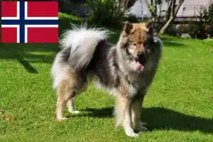 Read more about the article Eurasier breeders and puppies in Norway