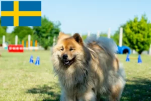 Read more about the article Eurasier breeders and puppies in Sweden