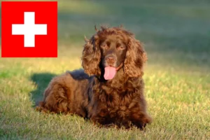 Read more about the article Field Spaniel breeders and puppies in Switzerland