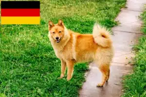 Read more about the article Finnenspitz breeders and puppies in Germany