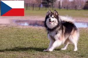 Read more about the article Finnish Lapphund breeders and puppies in the Czech Republic
