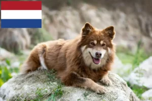 Read more about the article Finnish Lapphund breeders and puppies in the Netherlands