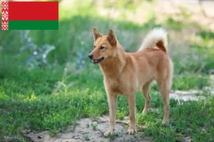 Read more about the article Finnspitz breeders and puppies in Belarus