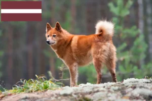 Read more about the article Finnspitz breeders and puppies in Latvia