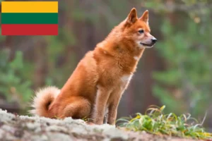 Read more about the article Finnspitz breeders and puppies in Lithuania