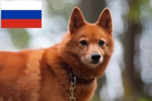 Read more about the article Finnspitz breeders and puppies in Russia