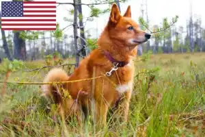 Read more about the article Finnspitz breeders and puppies in the USA