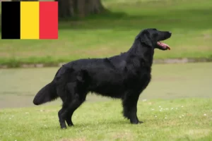 Read more about the article Flat Coated Retriever breeders and puppies in Belgium