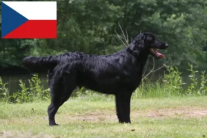 Read more about the article Flat Coated Retriever breeders and puppies in the Czech Republic
