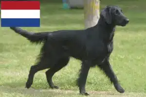 Read more about the article Flat Coated Retriever breeders and puppies in the Netherlands