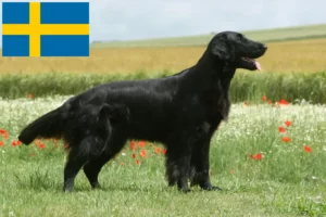 Read more about the article Flat Coated Retriever breeders and puppies in Sweden