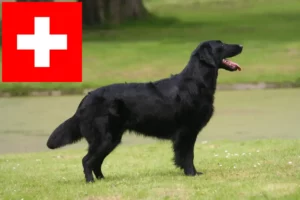 Read more about the article Flat Coated Retriever breeders and puppies in Switzerland