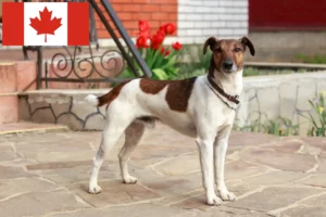 Read more about the article Fox Terrier breeders and puppies in Canada