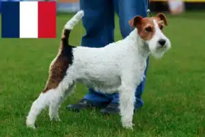 Read more about the article Fox Terrier breeders and puppies in France