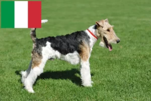 Read more about the article Fox Terrier breeders and puppies in Italy