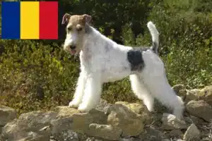 Read more about the article Fox Terrier breeders and puppies in Romania